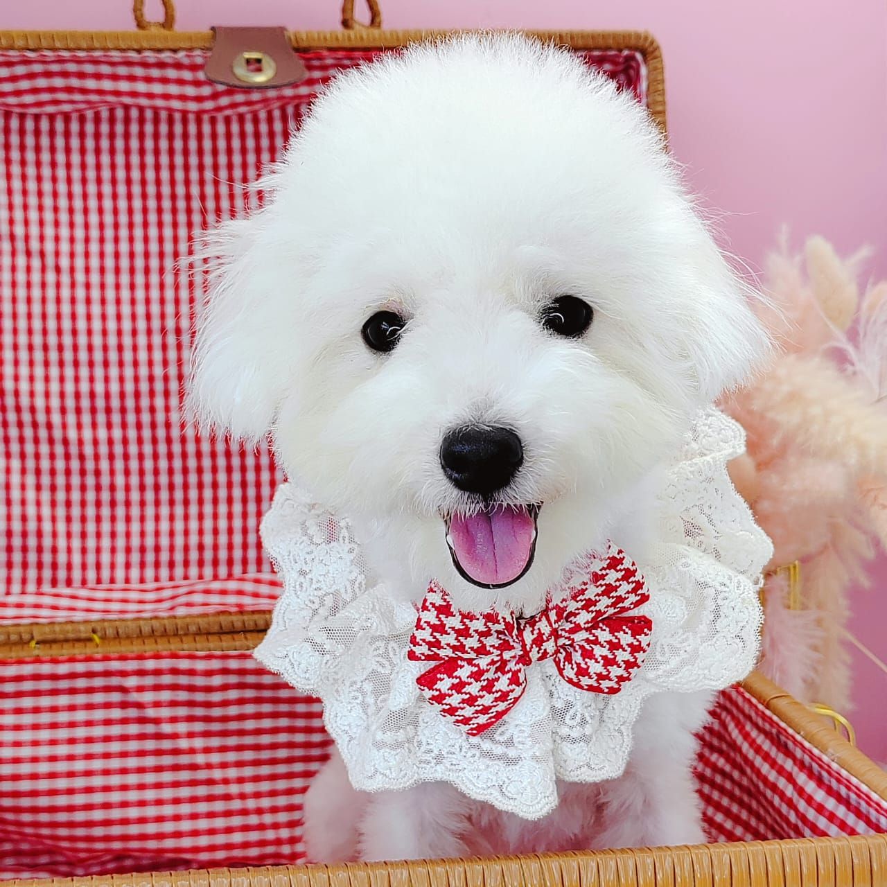 Poodle 娉拌开璐靛