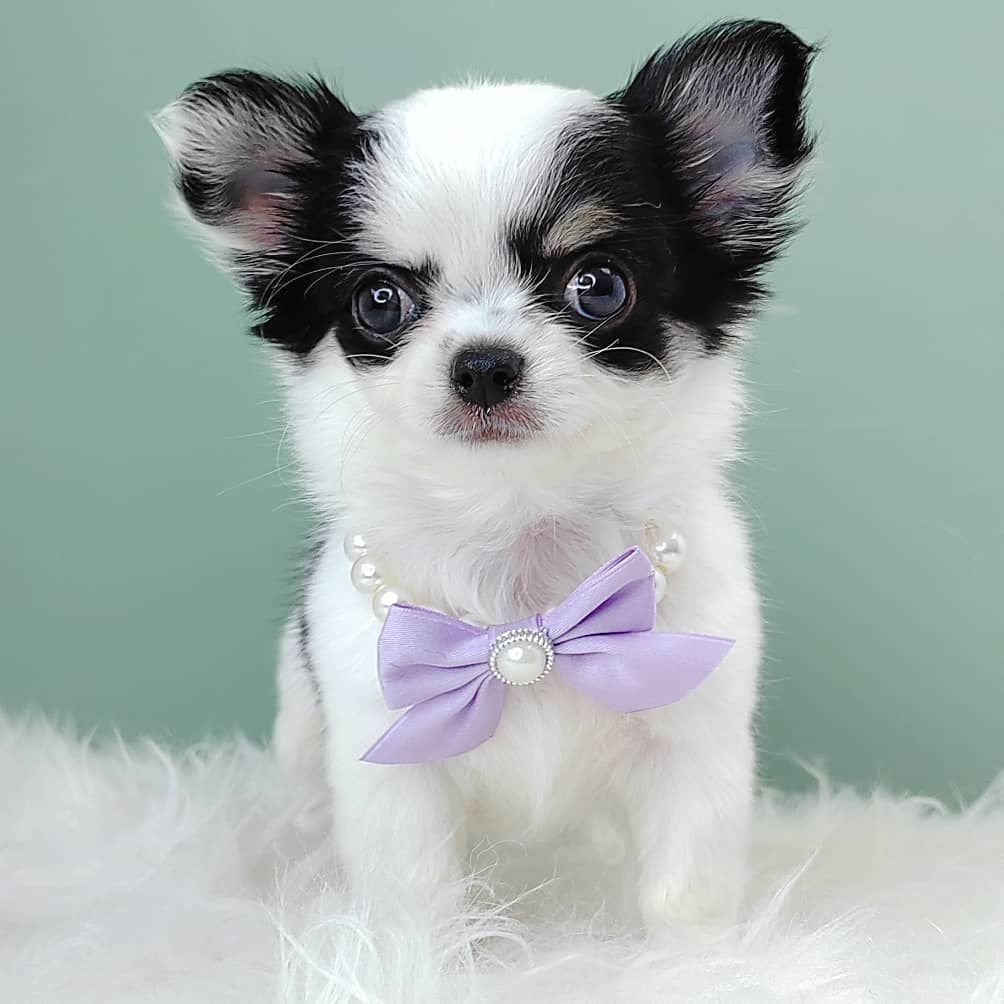 Chihuahua 吉娃娃