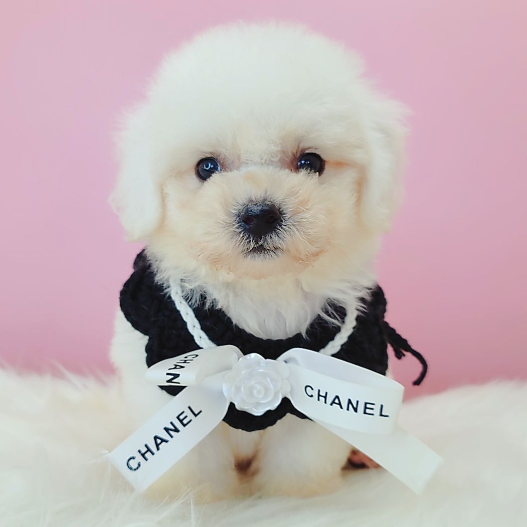 Bichon Frise 比熊