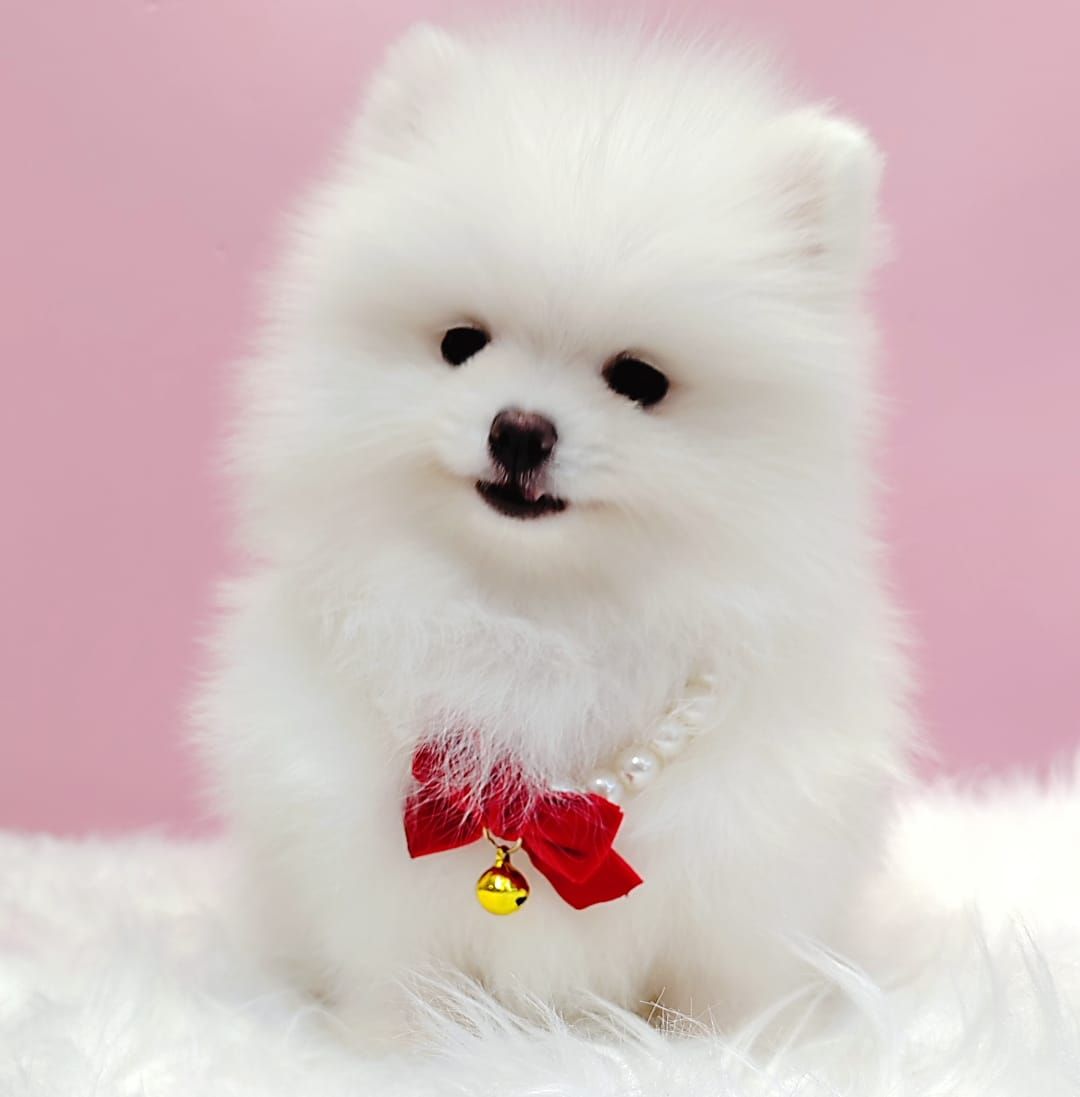Pomeranian 博美