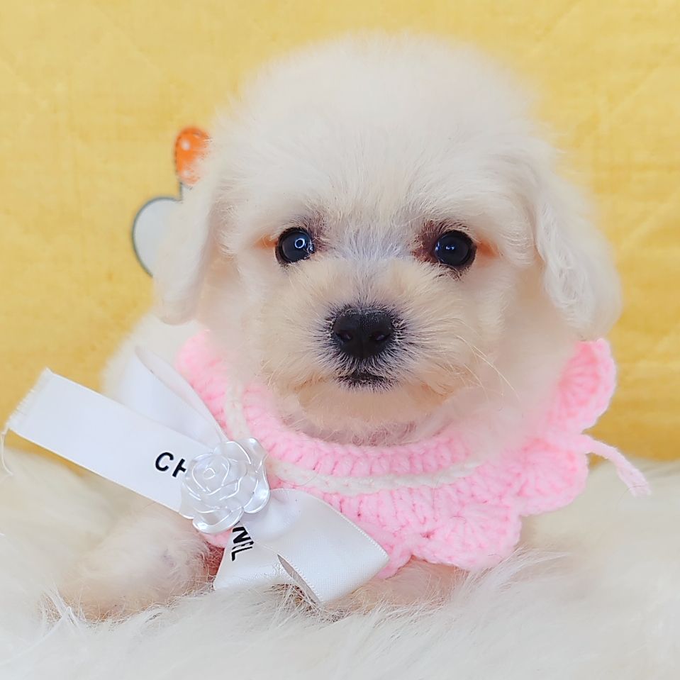 Bichon Frise 比熊