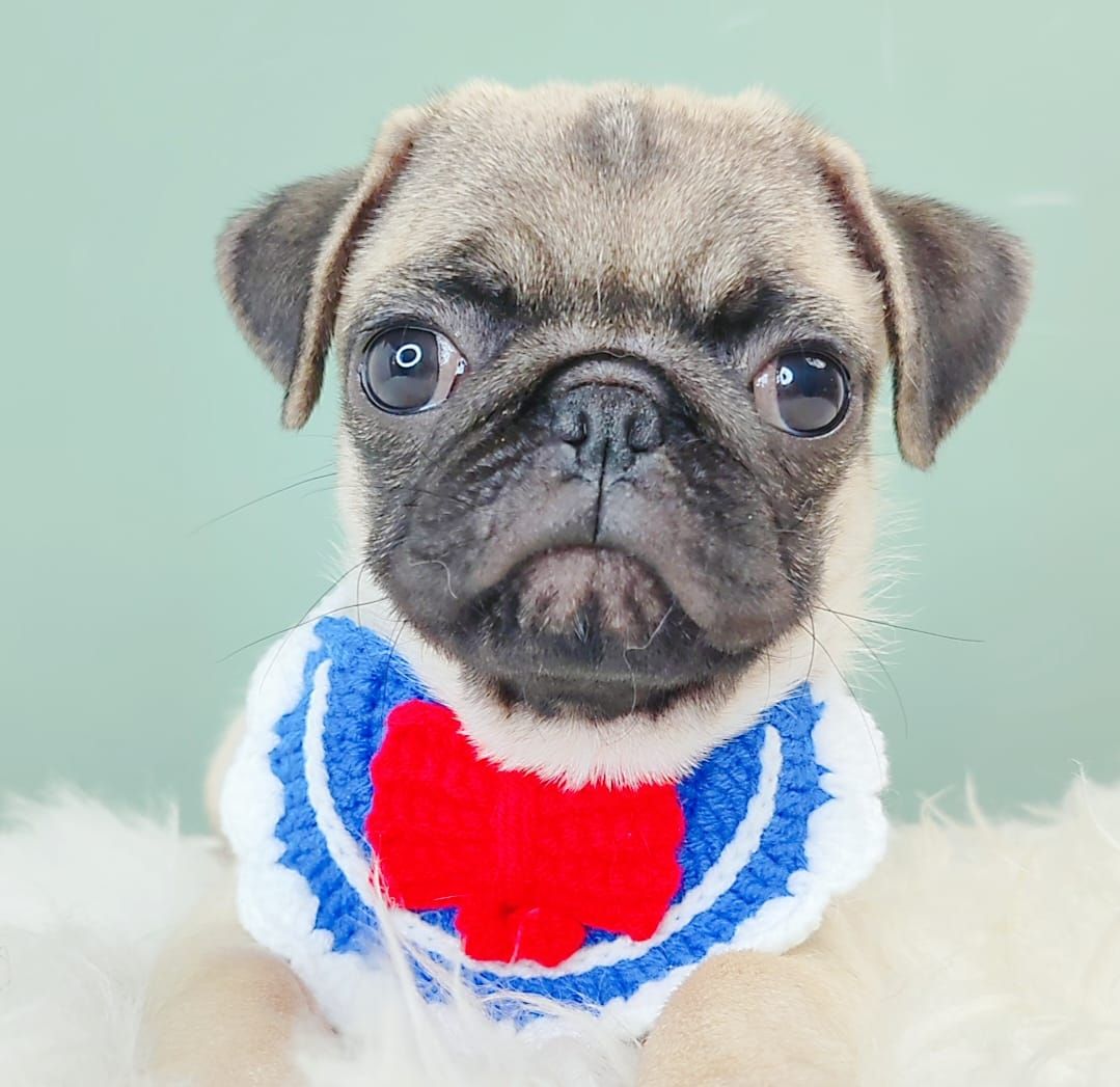 Pug 巴哥