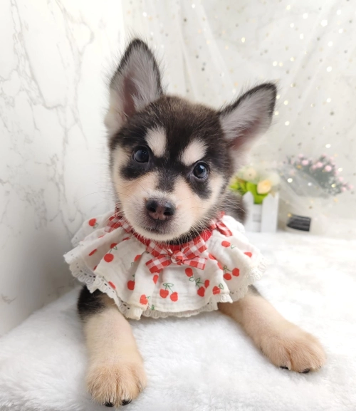 Pomsky 博士奇 - FURGATHER DESTINY PET HOUSE