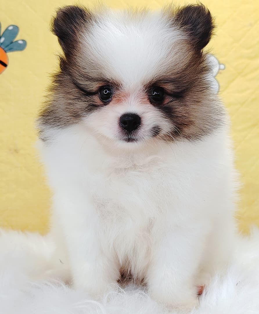Pomeranian 博美