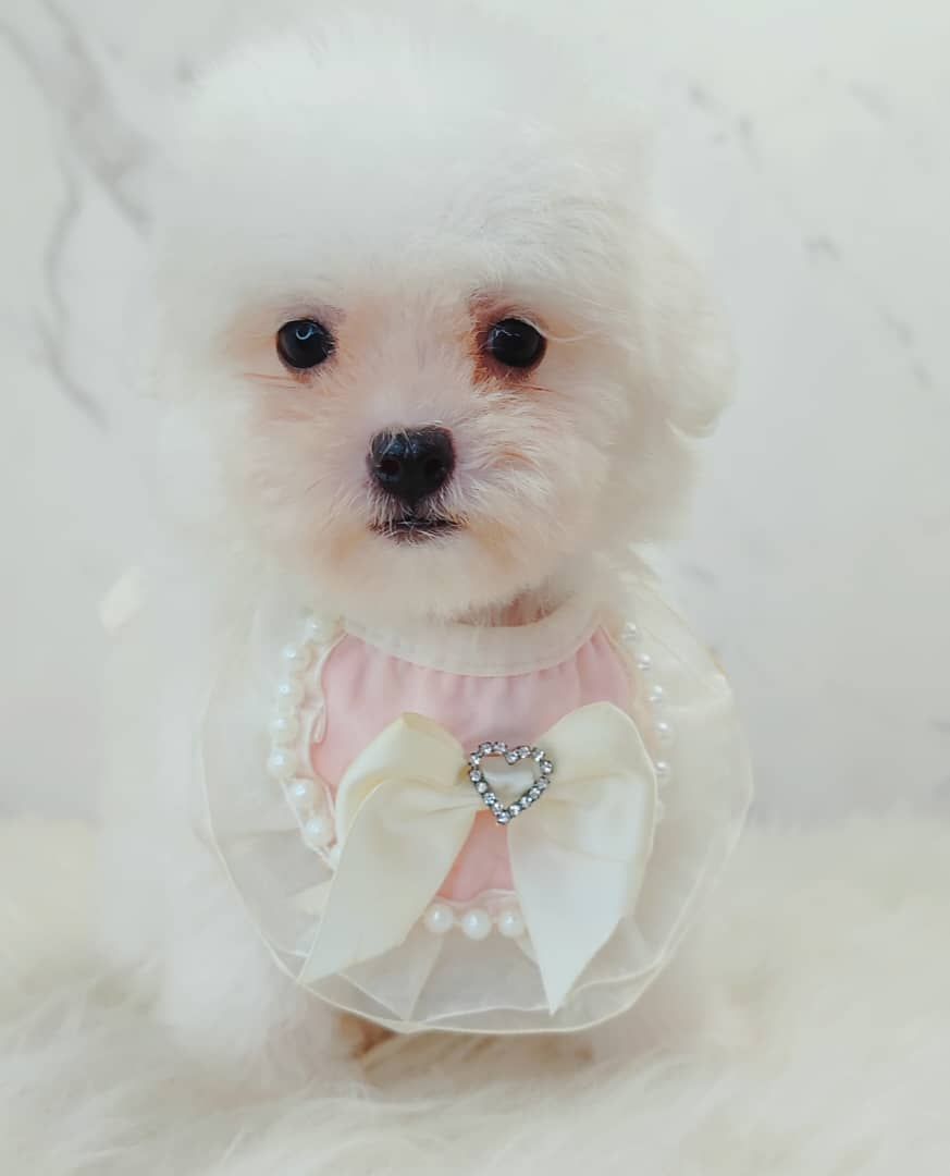 Bichon 比熊