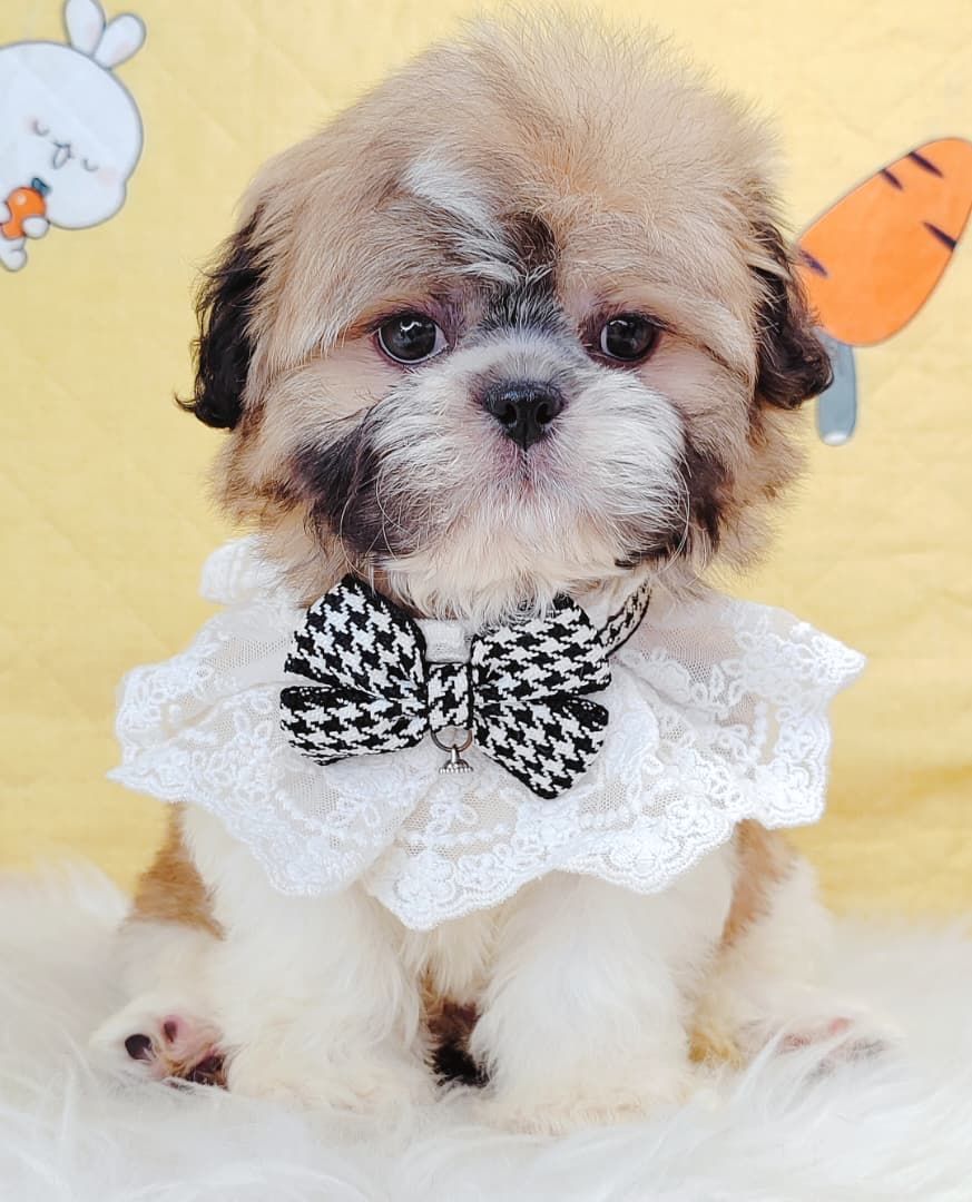 Shih Tzu 西施