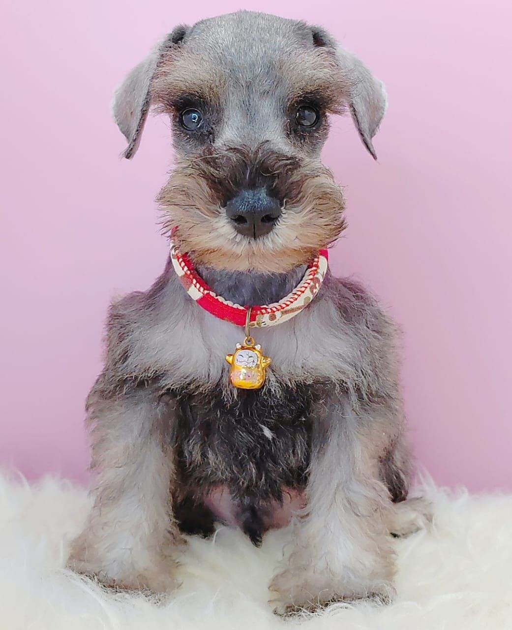 Schnauzer 雪纳瑞