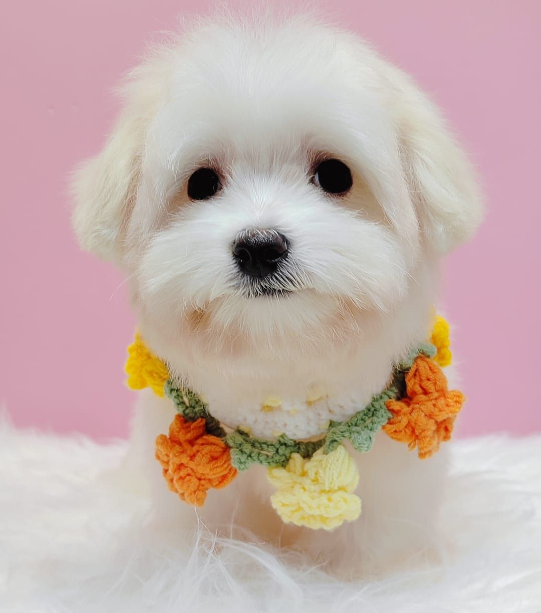Chihuahua 吉娃娃