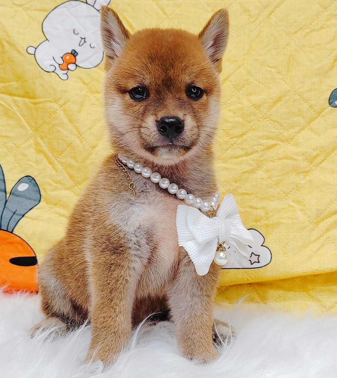 Shiba Inu 柴犬