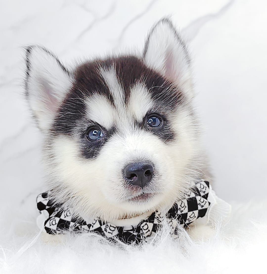 Siberian Husky 西伯利亚哈士奇