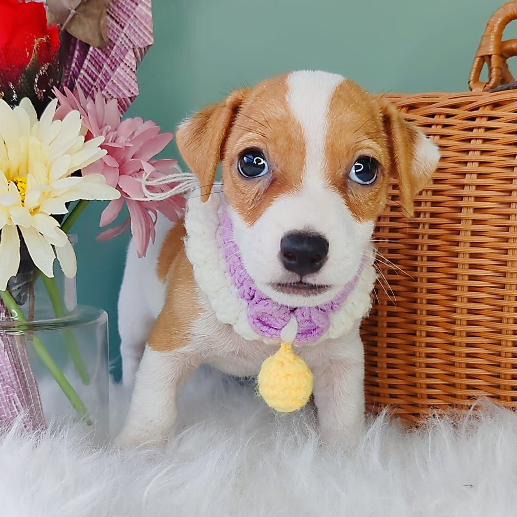 Jack Russell Terrier 杰克罗素梗