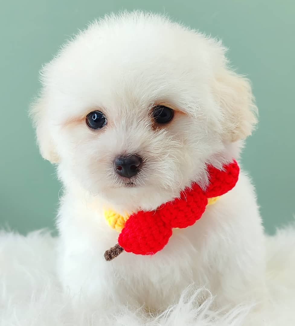 Poodle 娉拌开璐靛