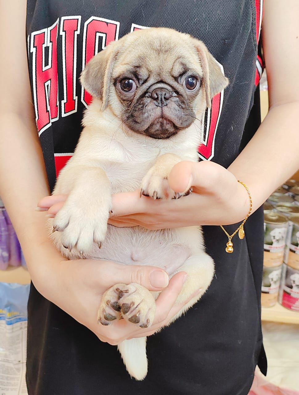 Pug 巴哥