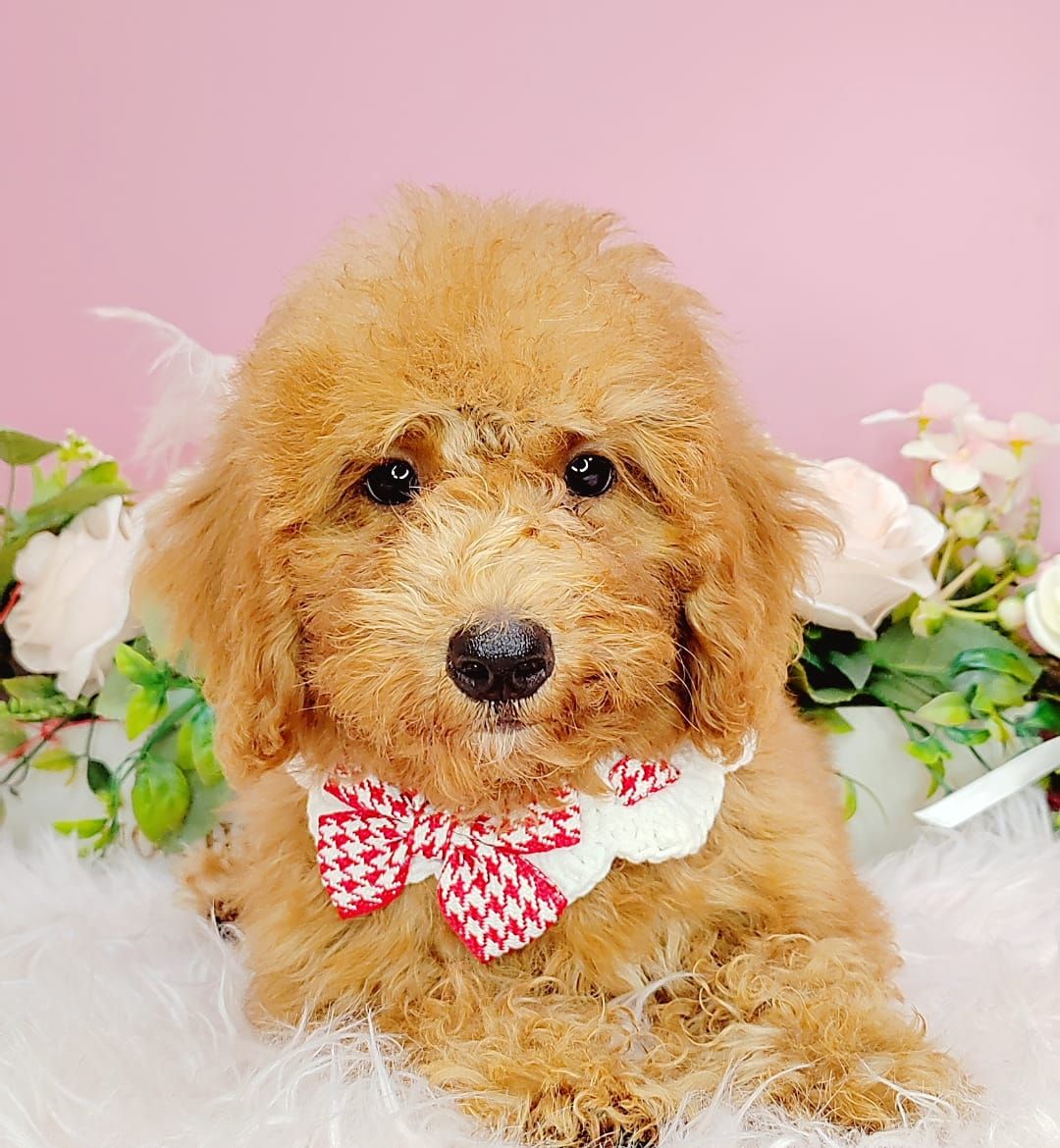 Poodle 娉拌开璐靛