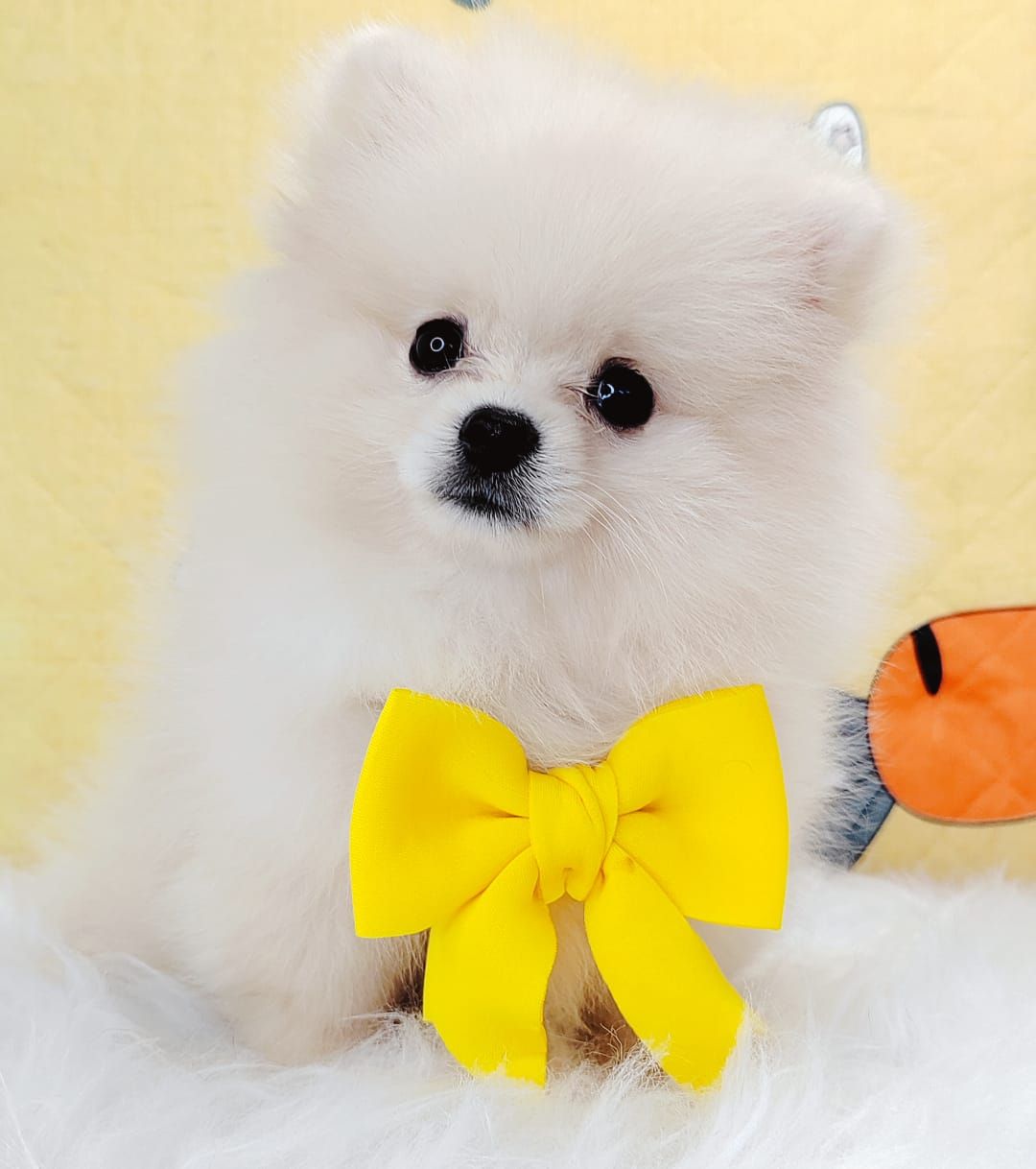 Pomeranian 博美