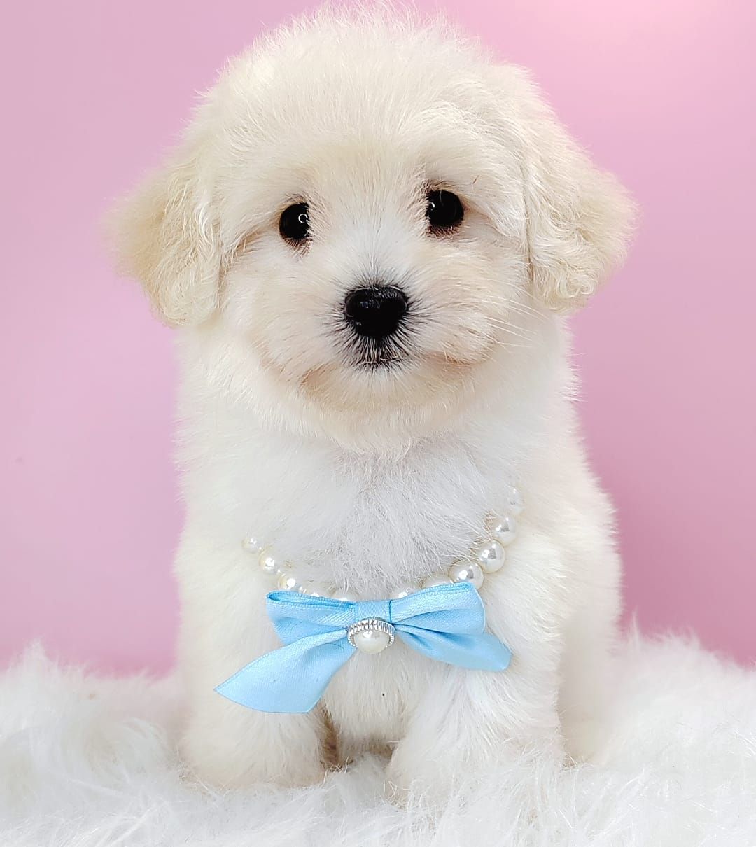 Maltipoo 马尔泰迪