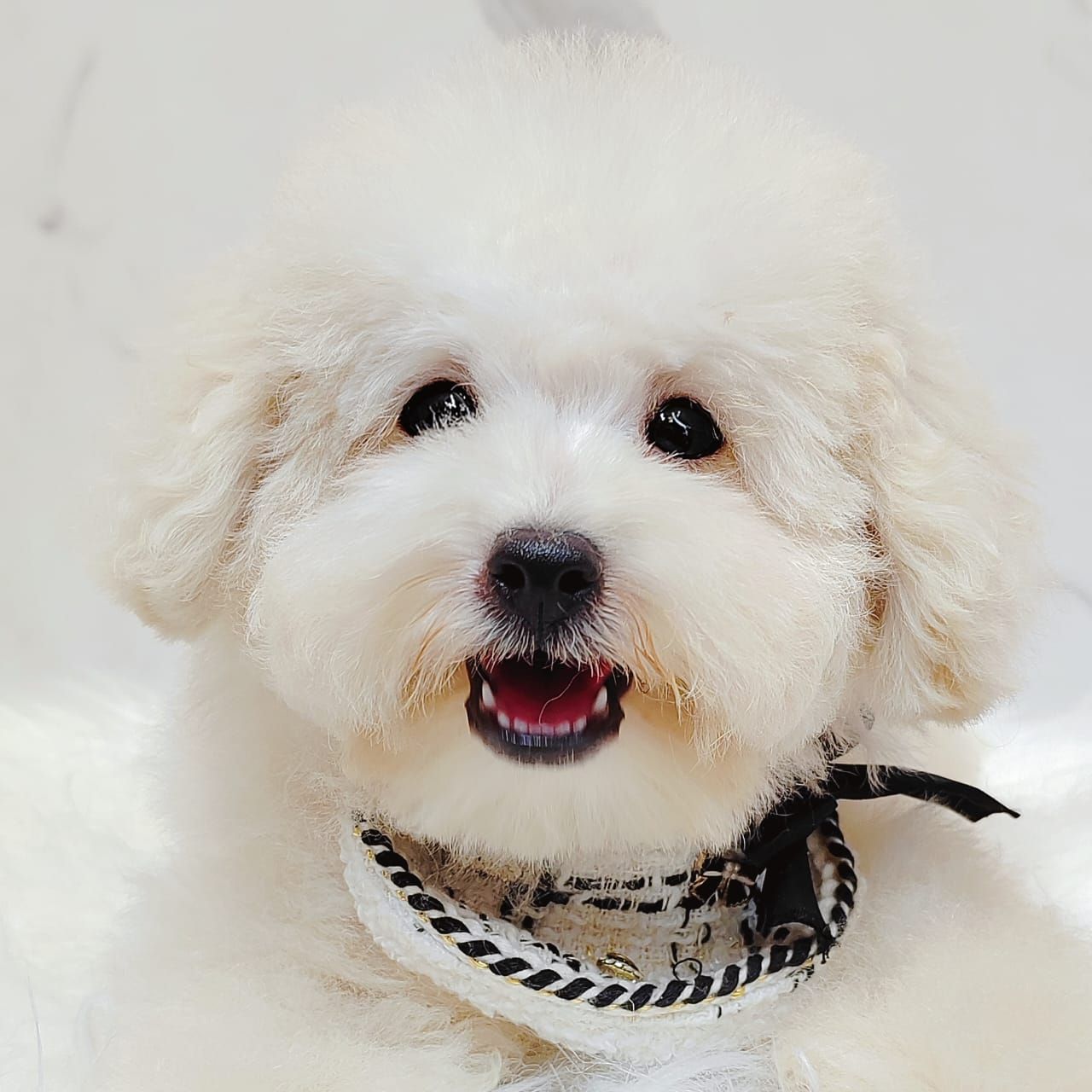 Bichonpoo 泰迪熊