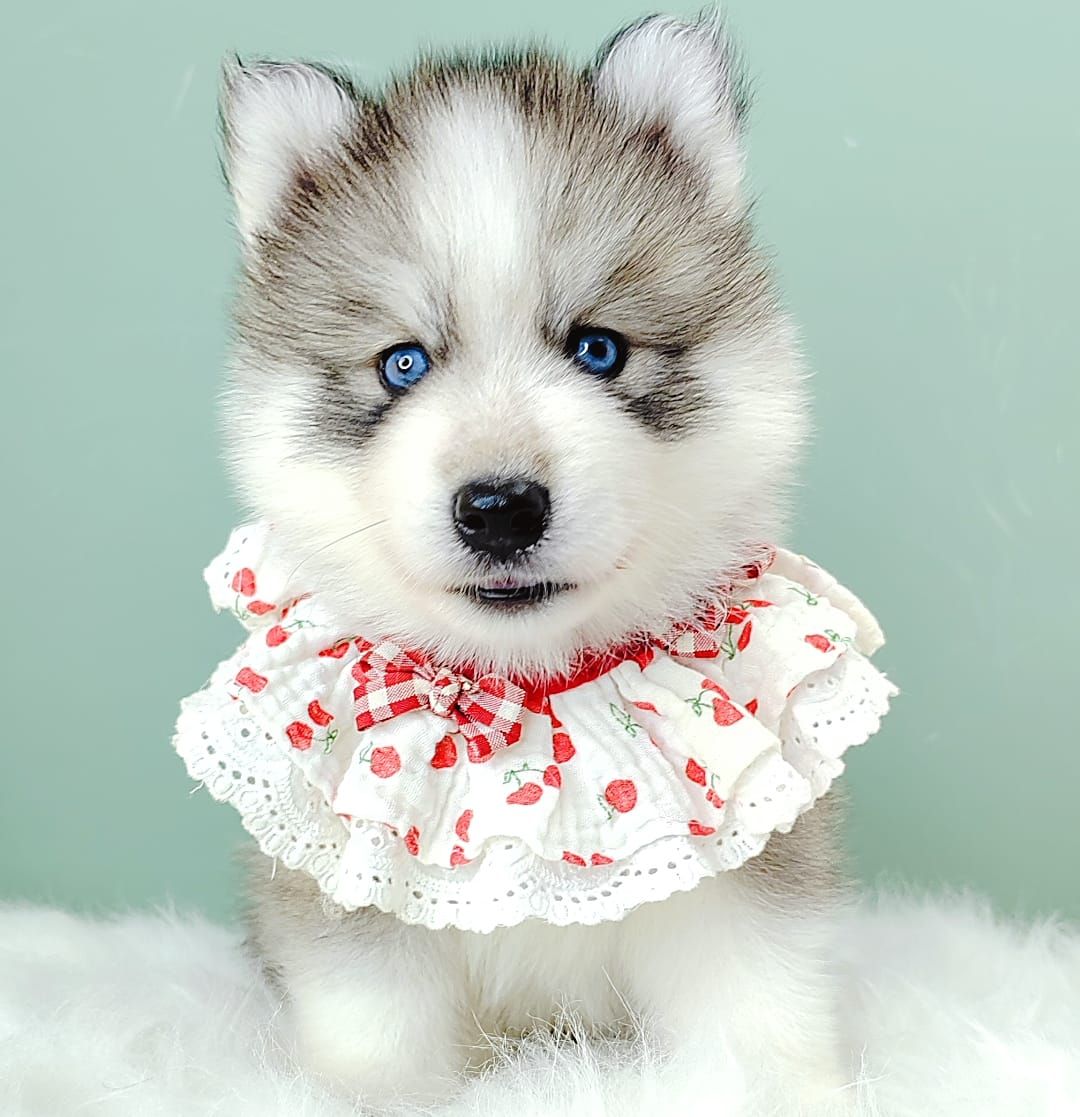 Wooly Husky 哈士奇