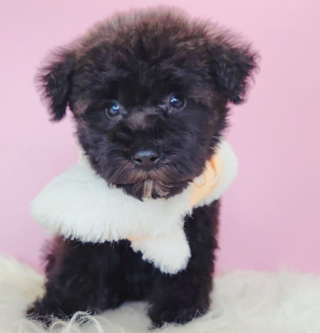 Poodle 娉拌开璐靛