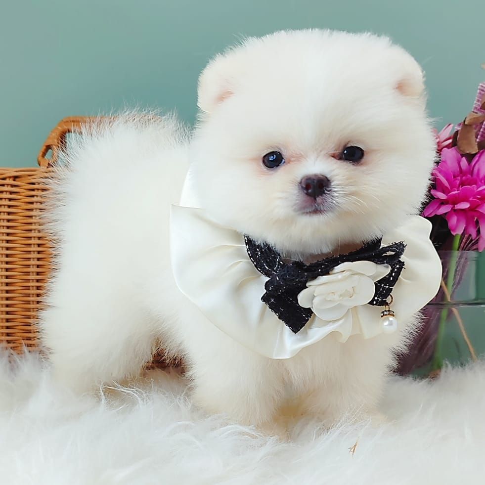 Pomeranian 博美