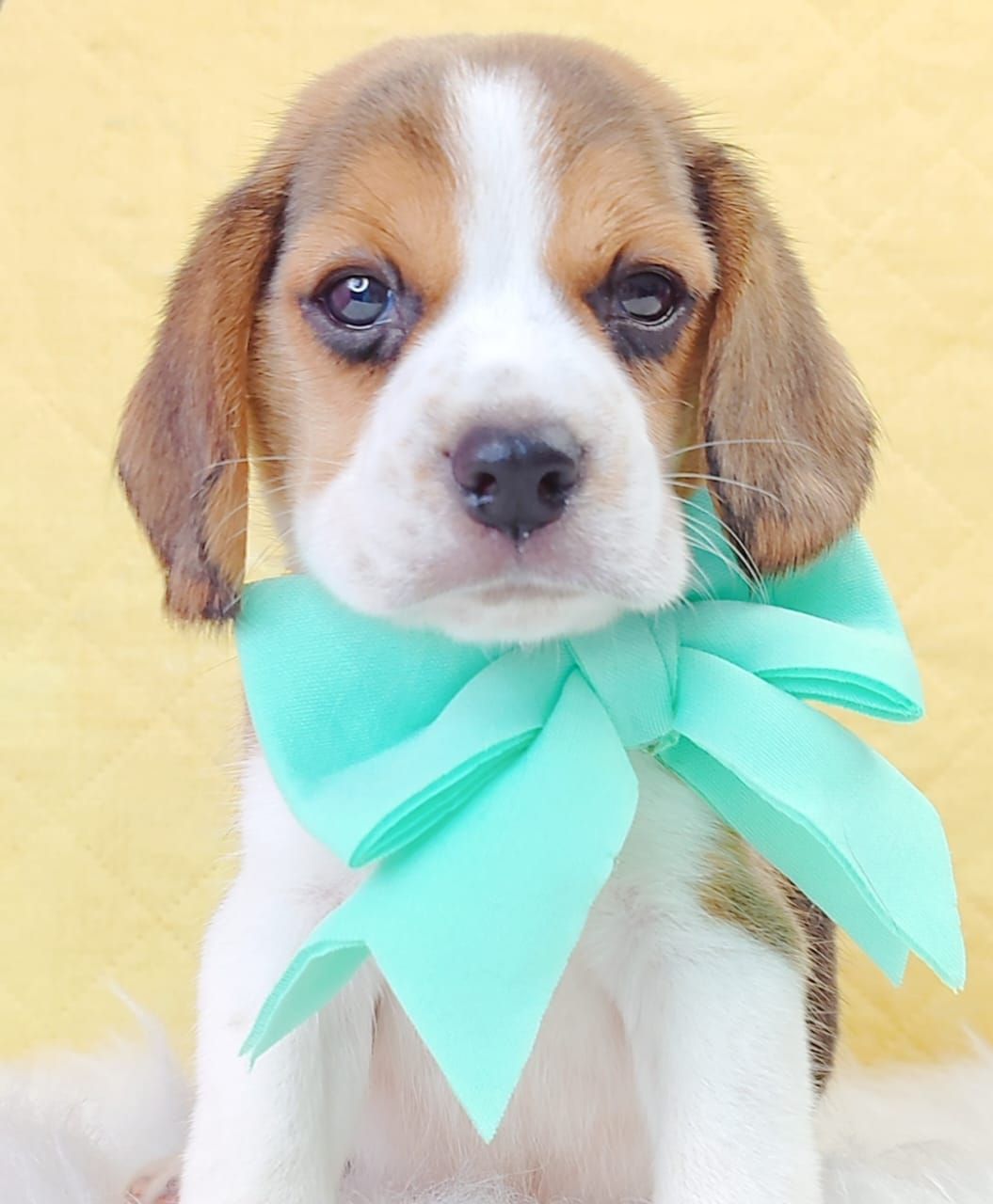 Beagle 米格鲁