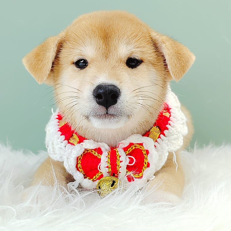 Shiba Inu 柴犬