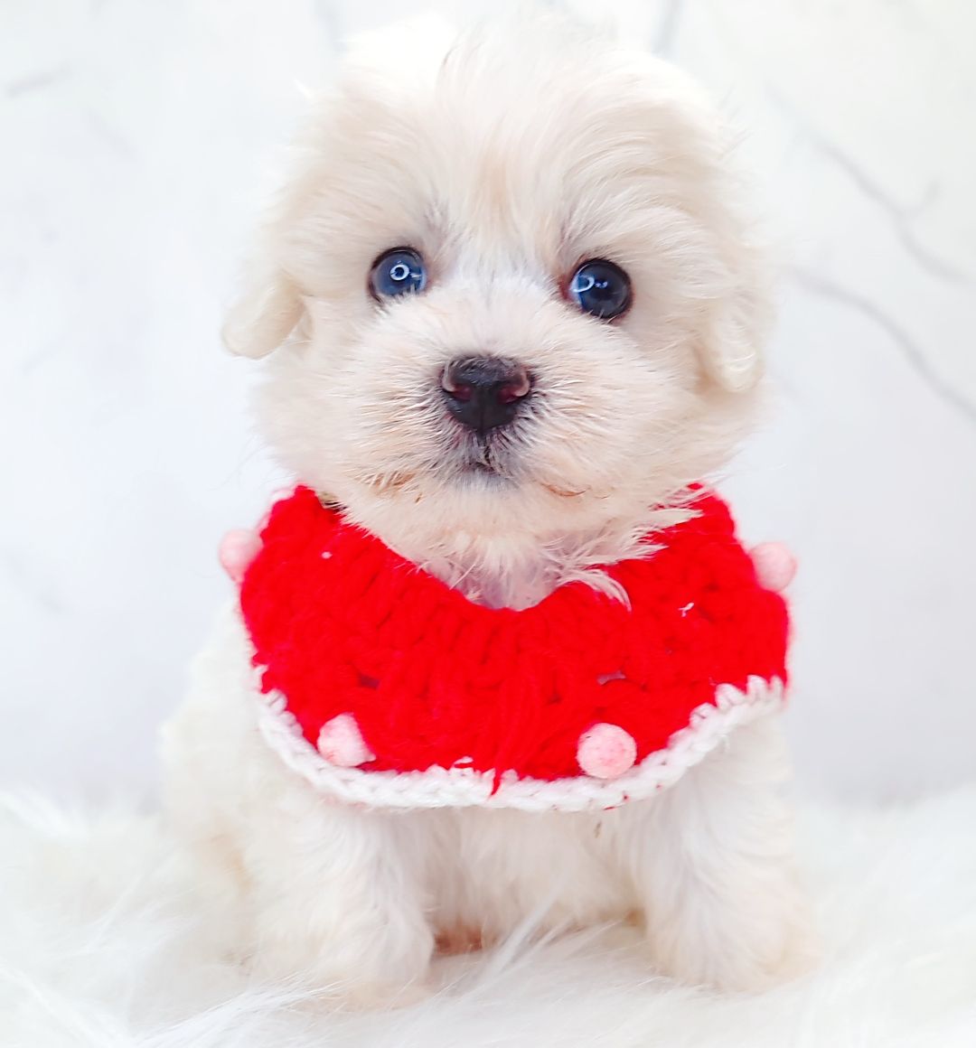 Maltipoo 马尔泰迪