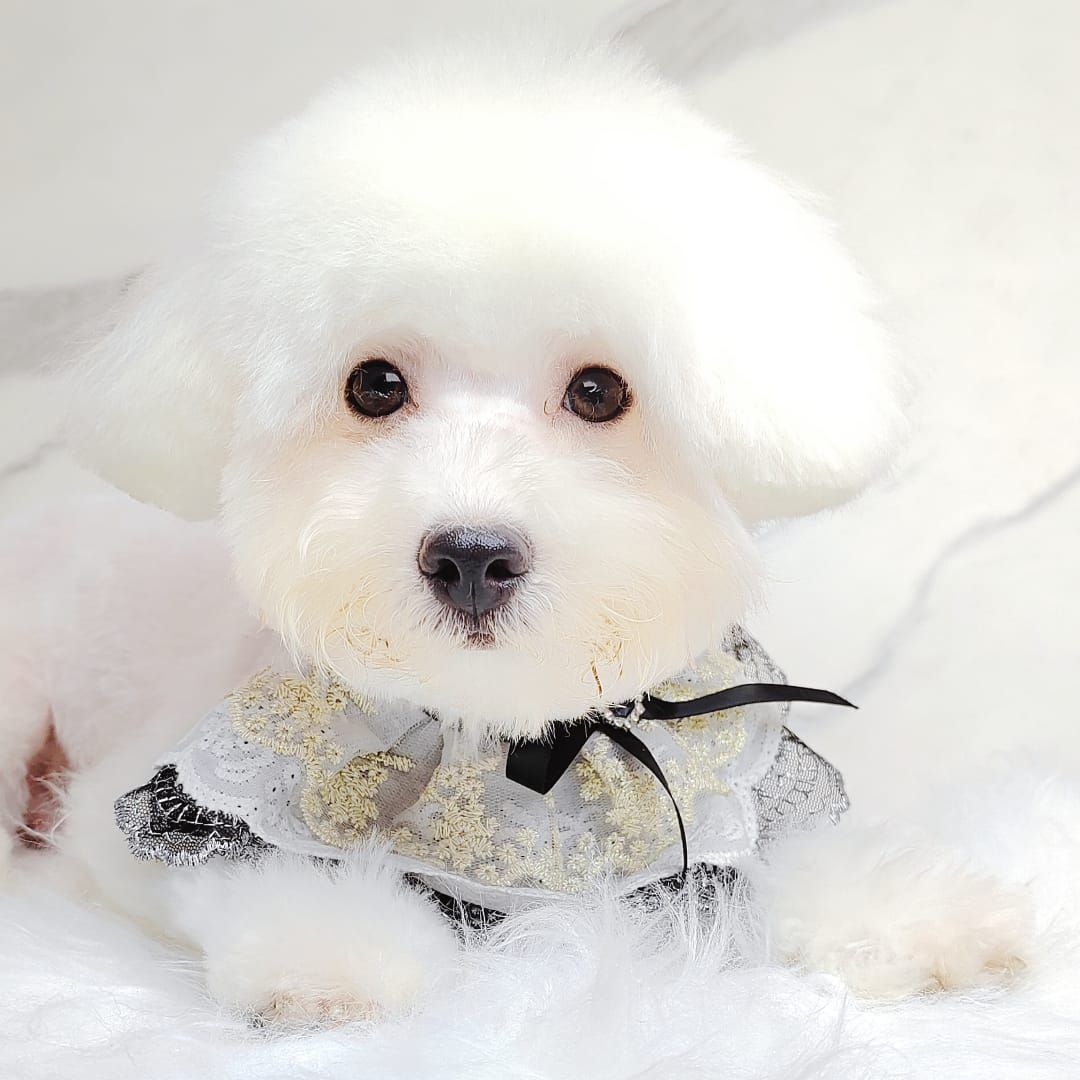 Bichon Frise 比熊