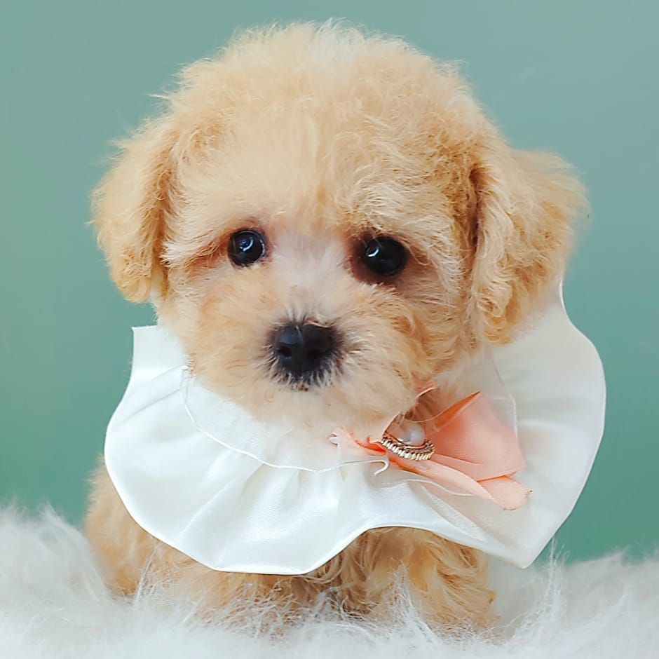 Poodle 娉拌开璐靛