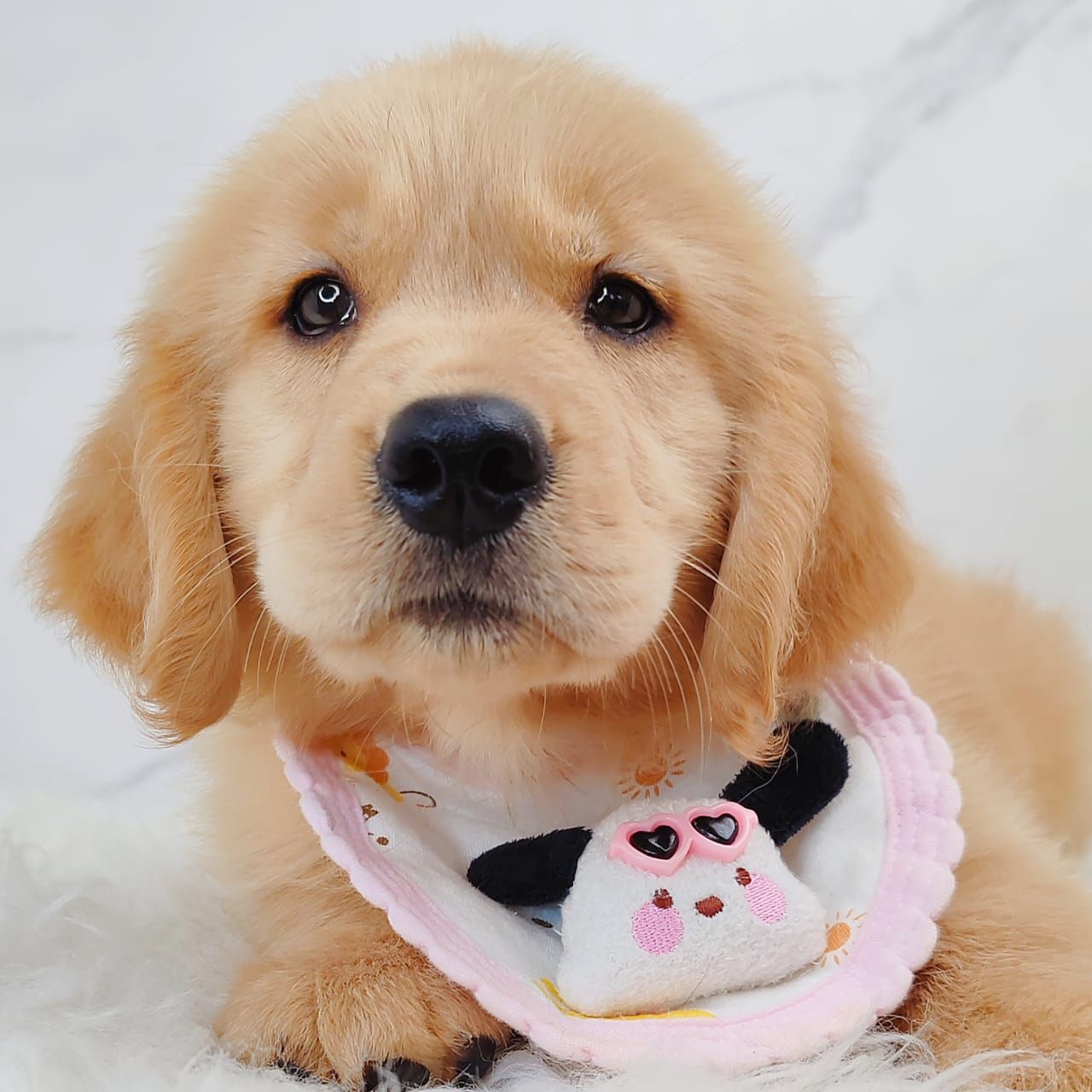 Golden Retriever 黄金猎犬