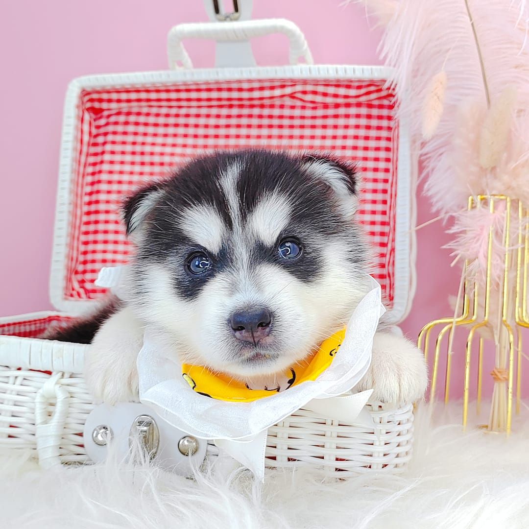 Wooly Husky 哈士奇