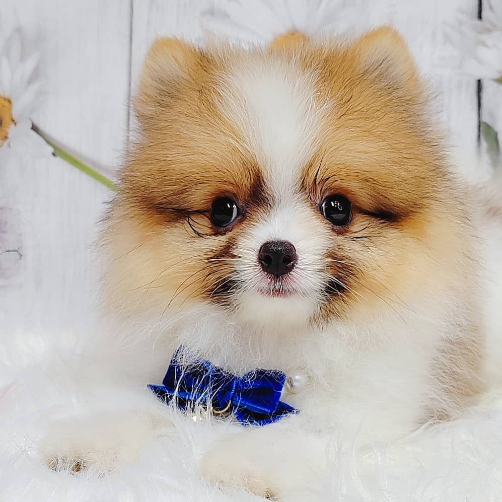 Pomeranian 博美