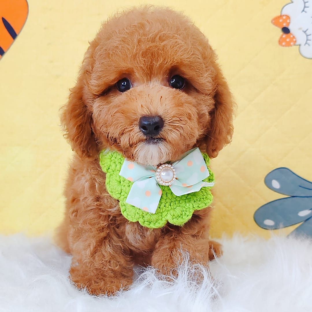 Maltipoo 马尔泰迪
