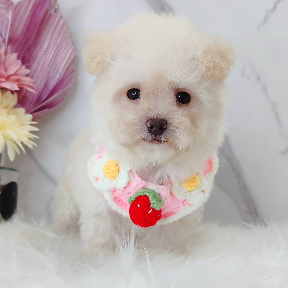 Maltipoo 马尔泰迪