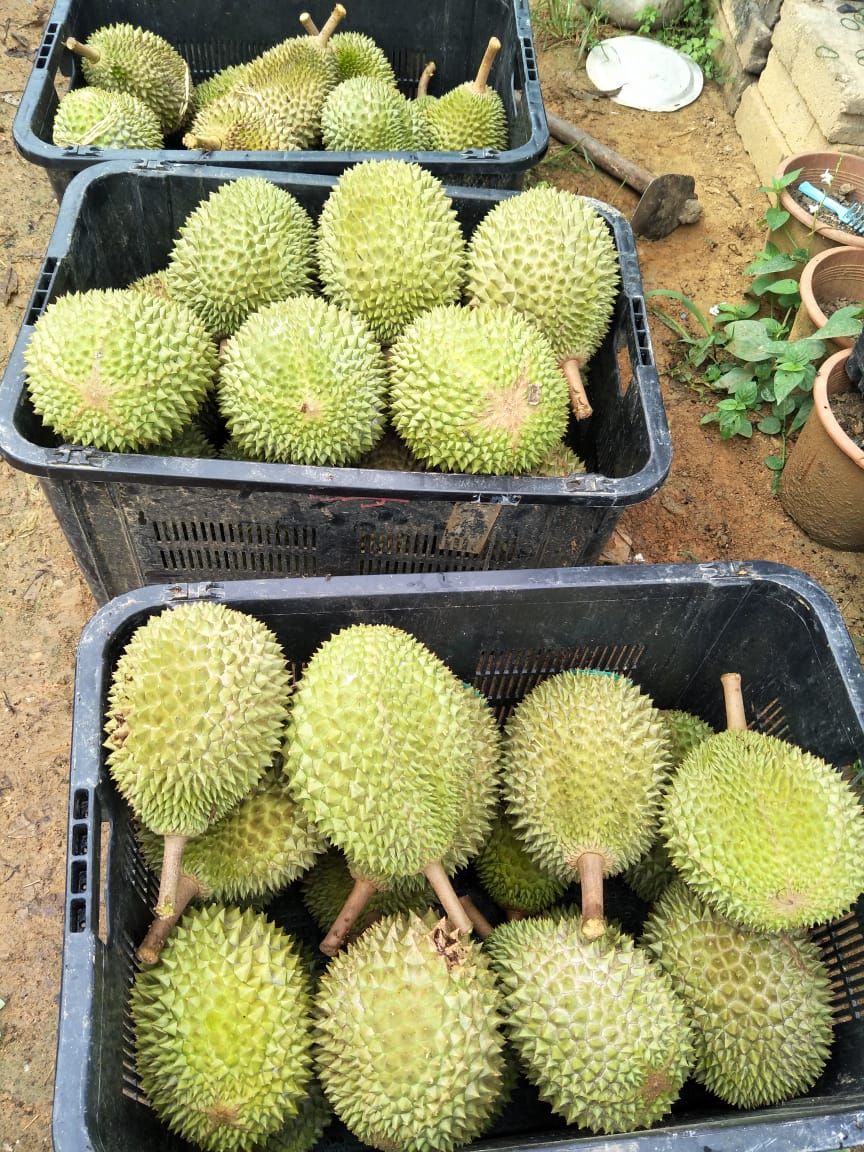 Durian Whole Sale