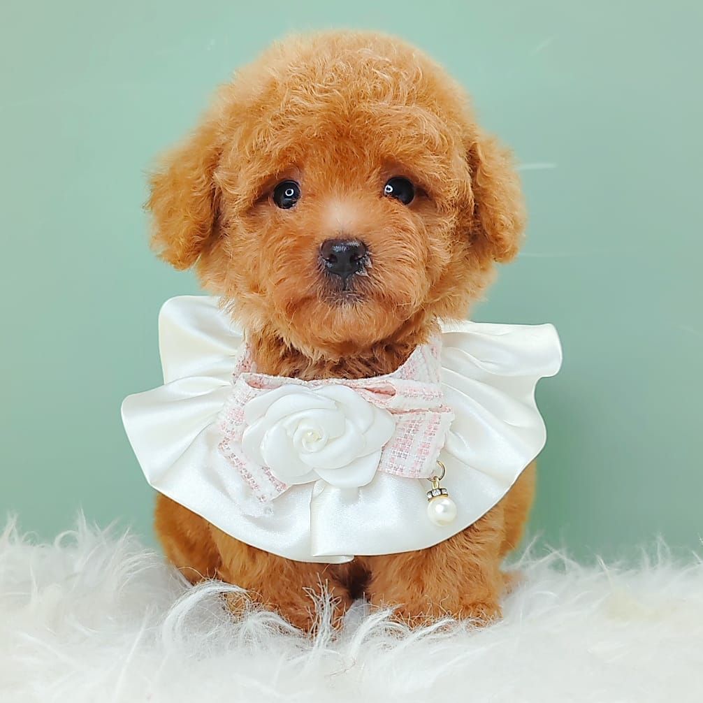 Poodle 娉拌开璐靛