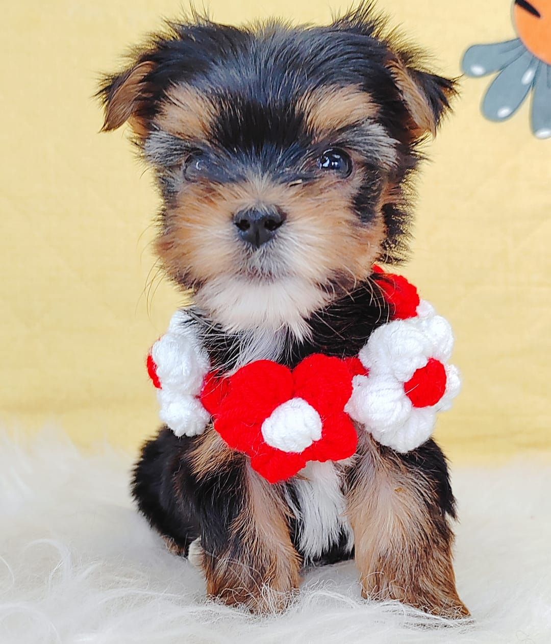Yorkshire Terrier 约克夏