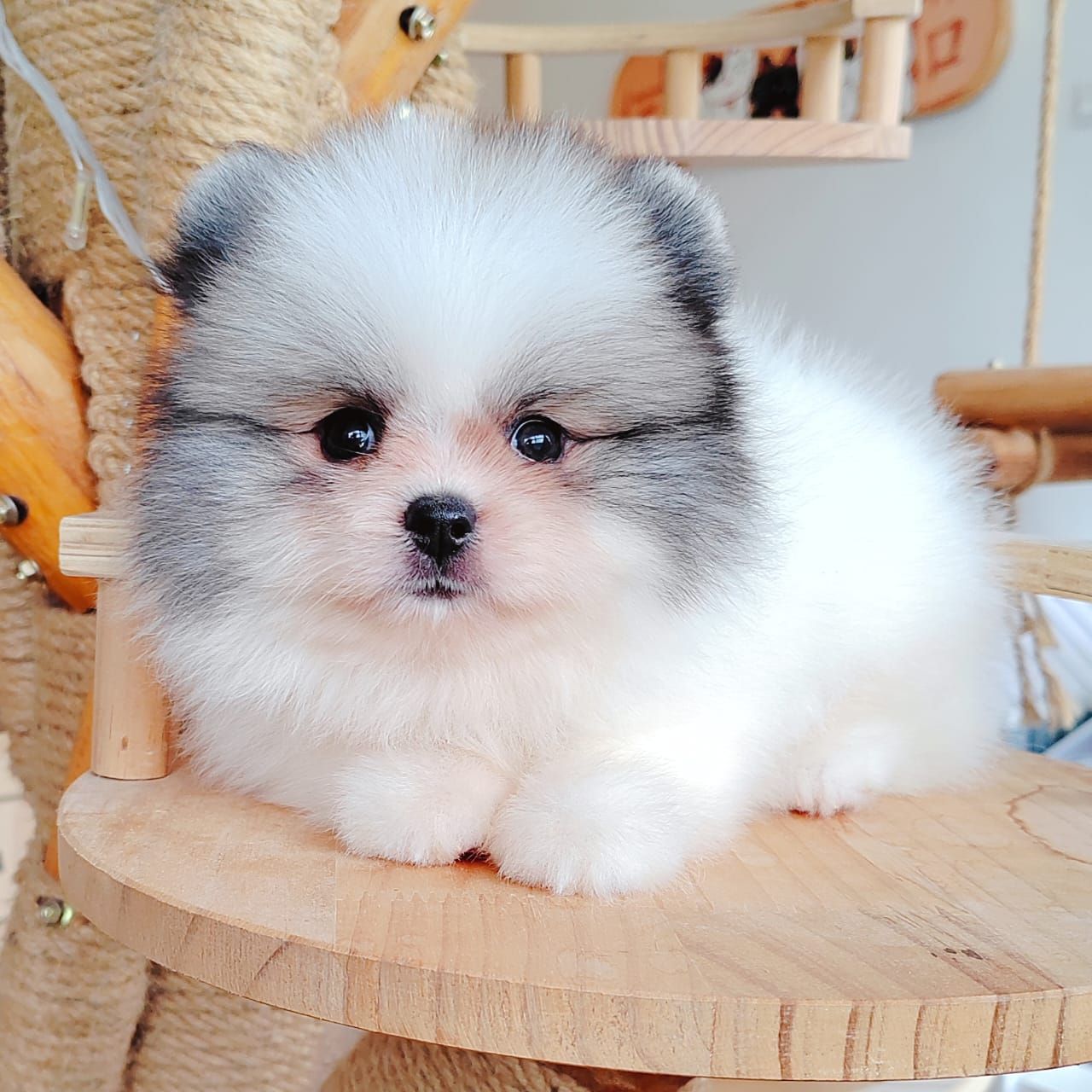 Pomeranian 博美