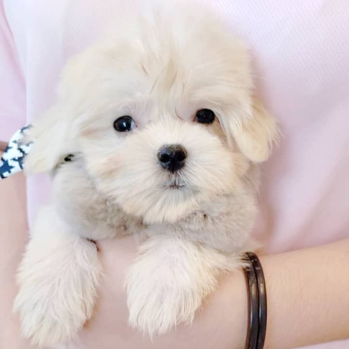 Maltese 马尔济斯