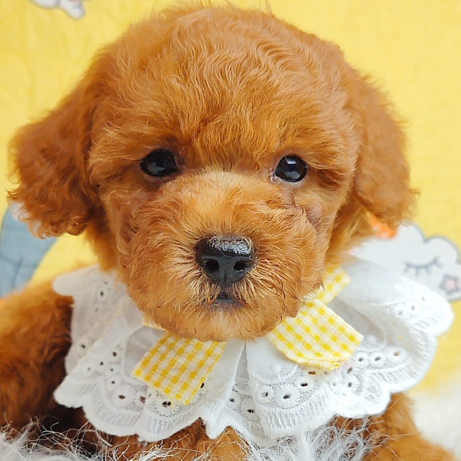 Poodle 娉拌开璐靛
