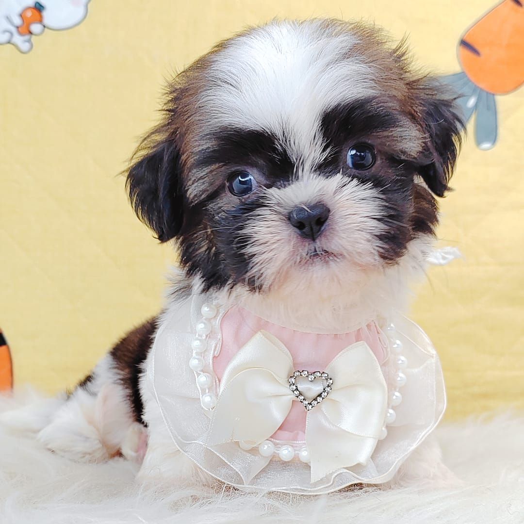 Shih Tzu 西施