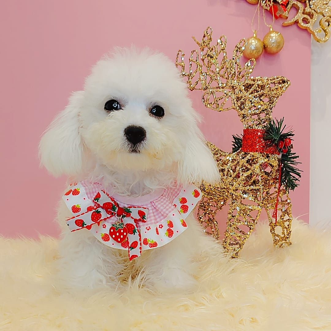 Maltipoo 马尔泰迪