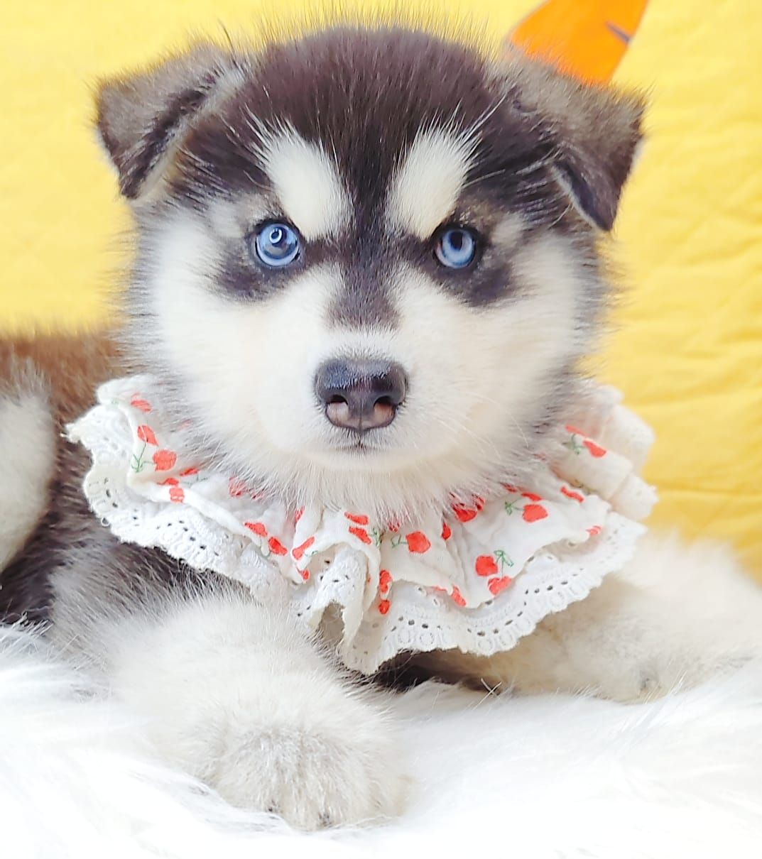 Wooly Husky 哈士奇