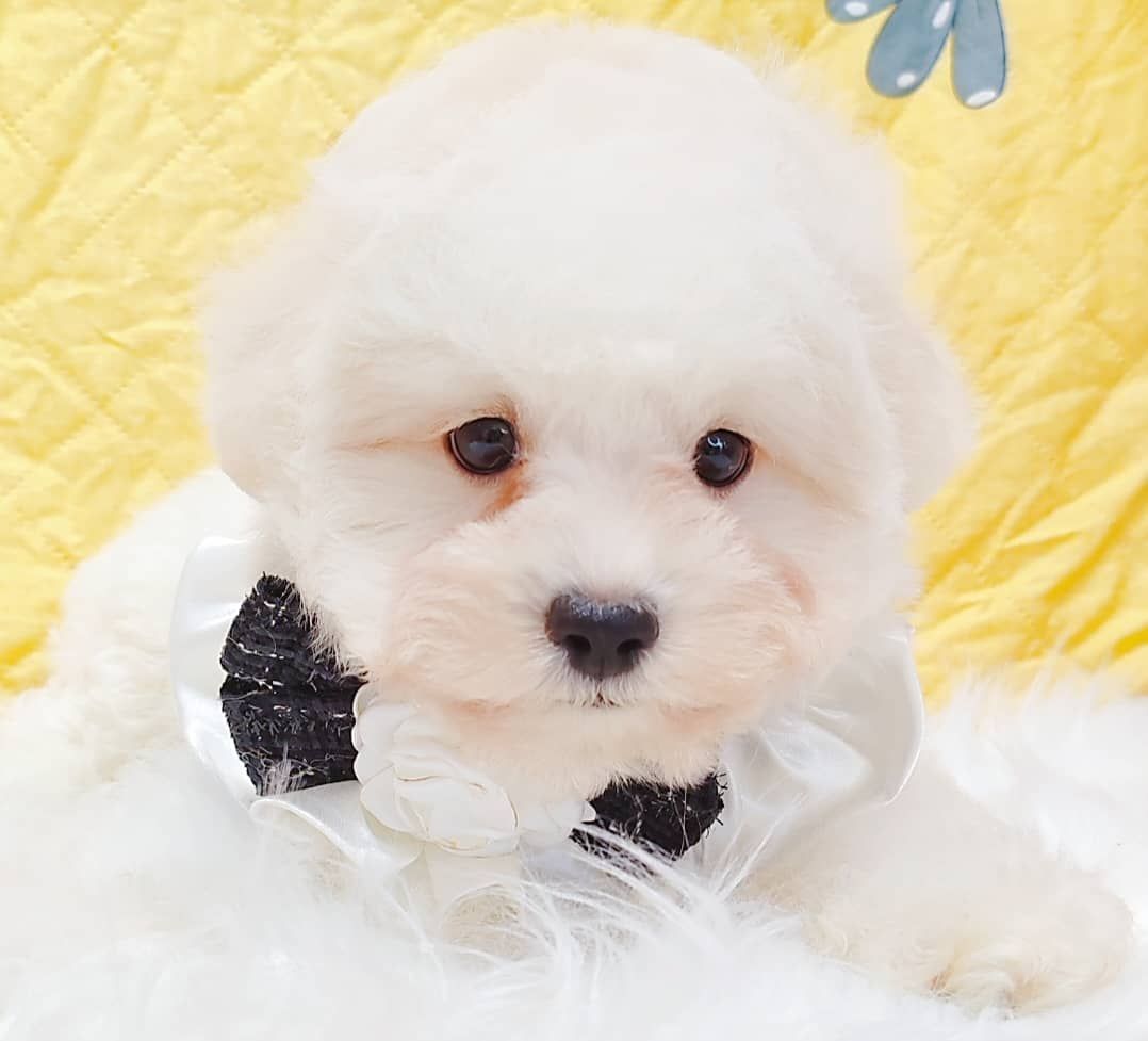 Maltipoo 马尔泰迪