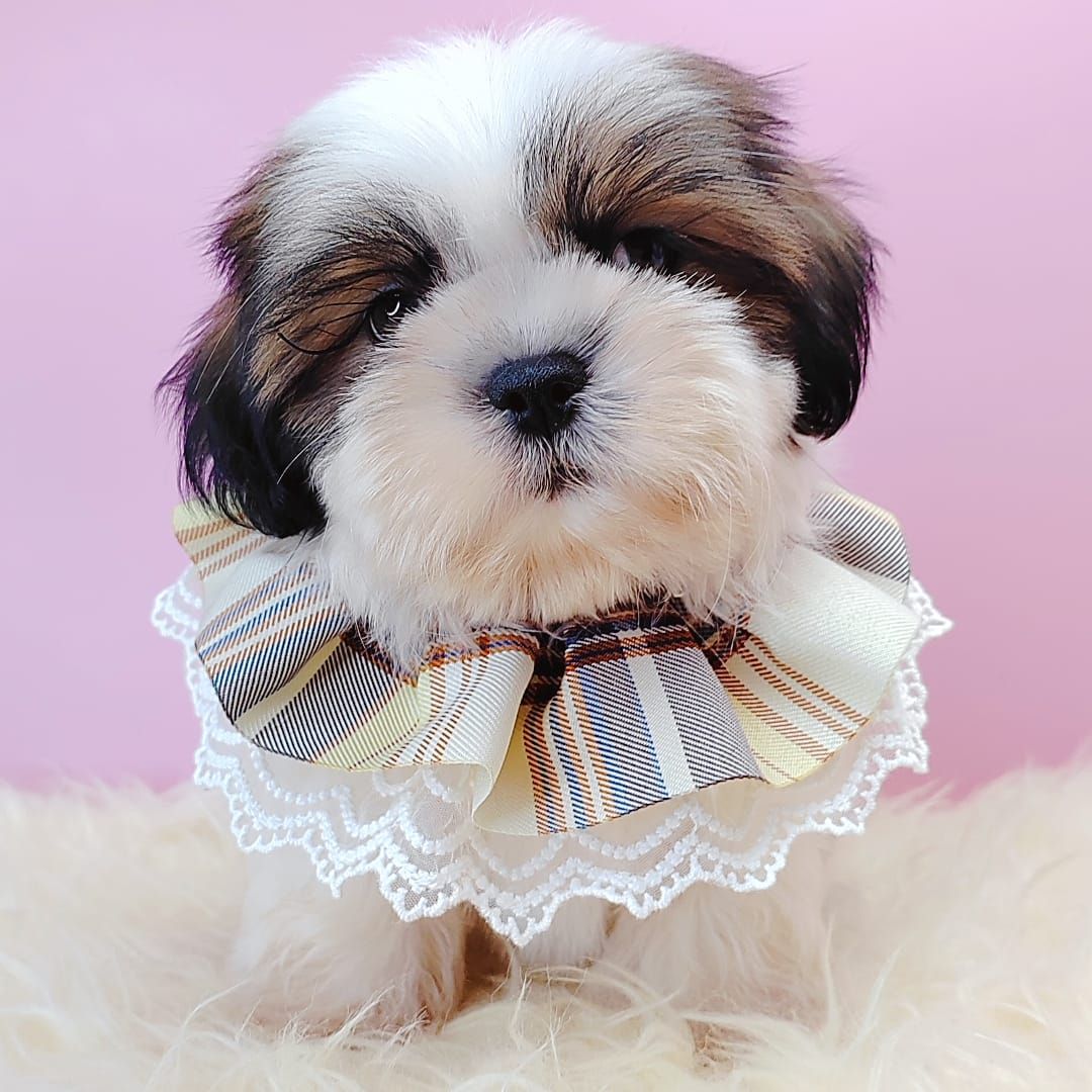 Shih Tzu 西施