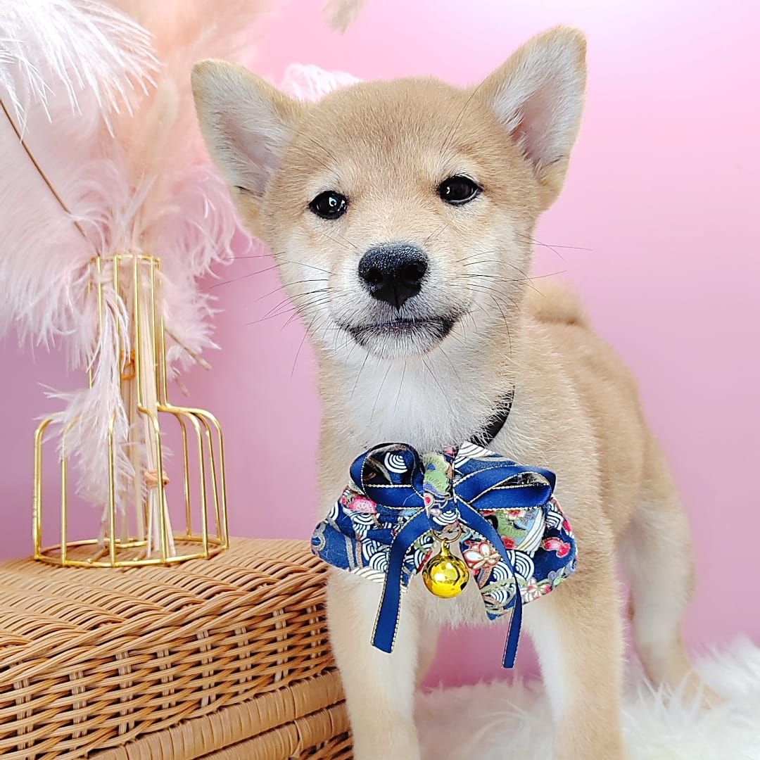 Shiba Inu 柴犬