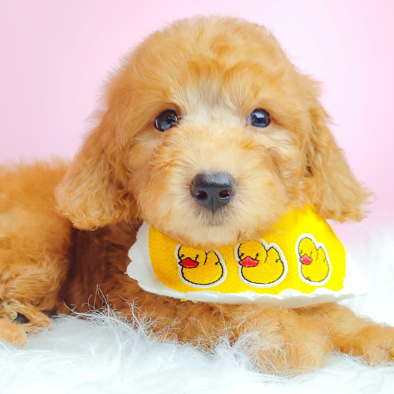 Poodle 娉拌开璐靛