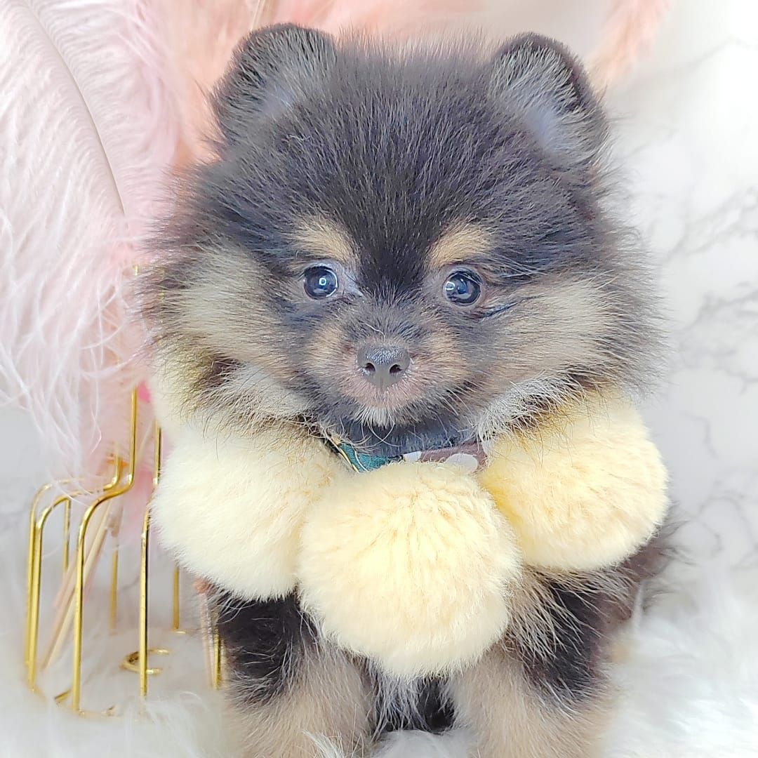 Pomeranian 博美