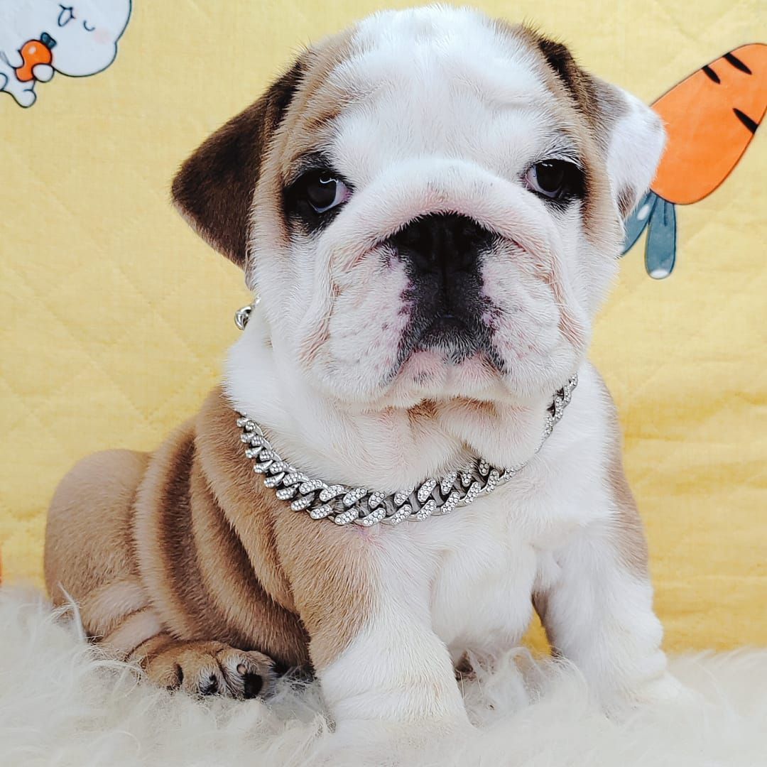 English Bulldog 英国斗牛犬