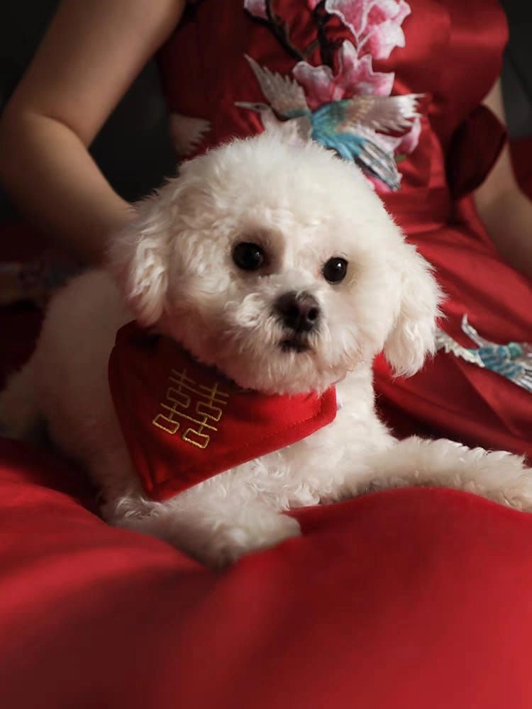 Pet Festive Chinese New Year Festival Wedding Embroidery Pet Collar Saliva Scarf 宠物新年围巾 宠物家有喜事围巾